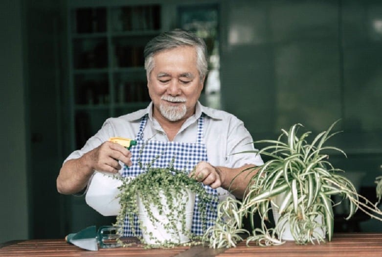 Engaging the elderly through gardening and exposure to greenery may uplift their mood.